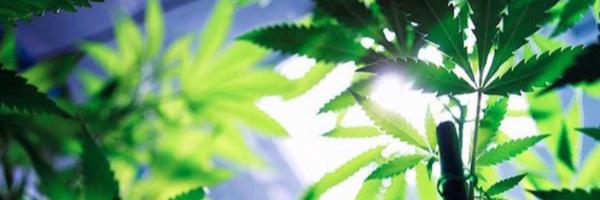 BudPictures Profile Banner