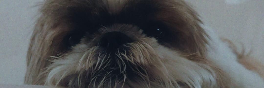 viicbrandao's profile banner image