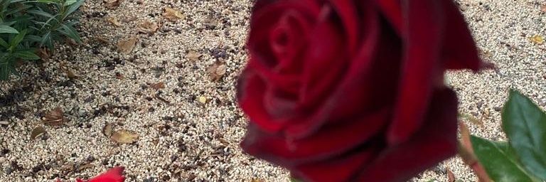 arzu1802's profile banner image