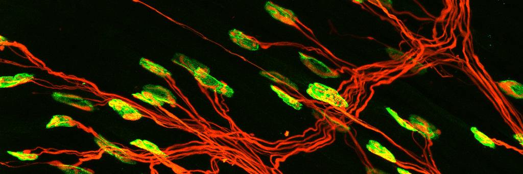 Lyndsay Murray banner