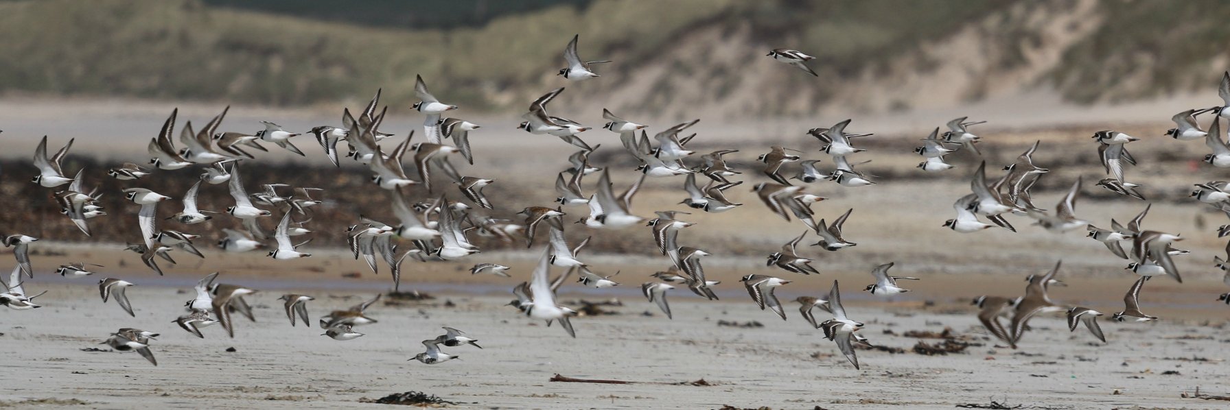 wildcaithness's profile banner image