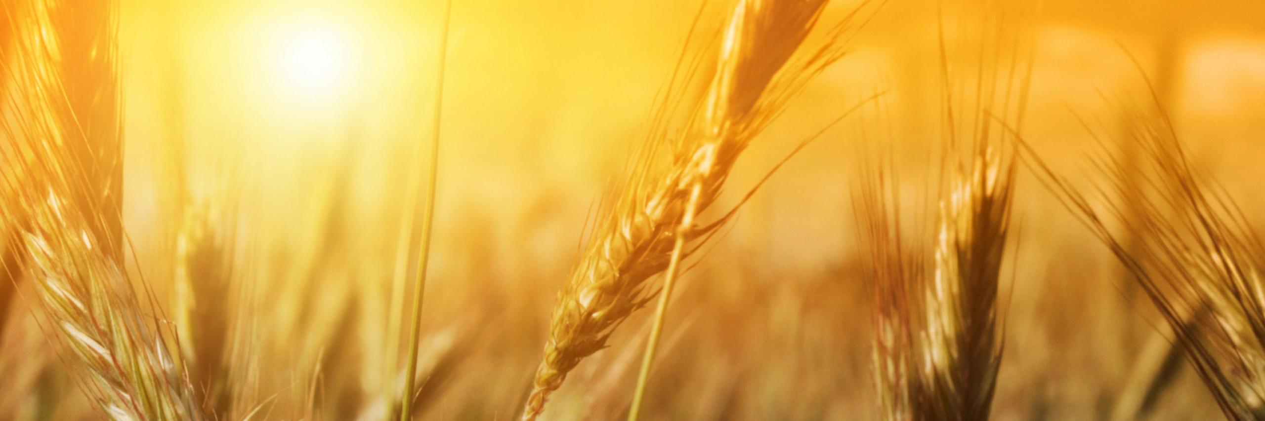 UniversoFood's profile banner image