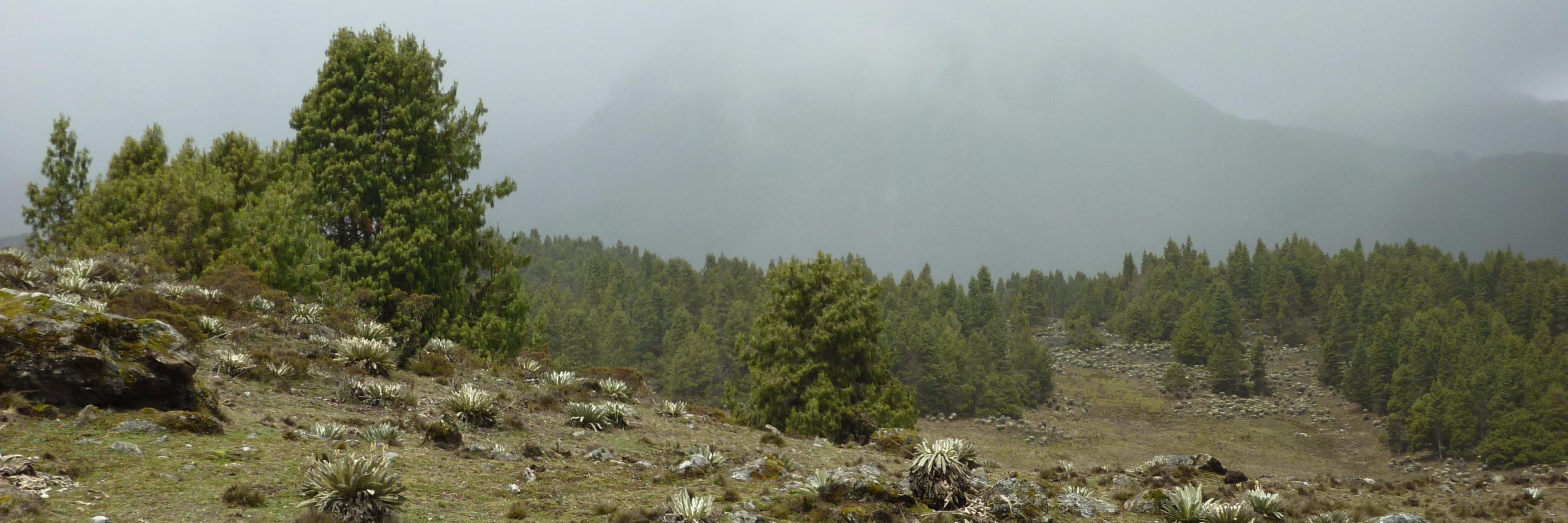 millanlj's profile banner image