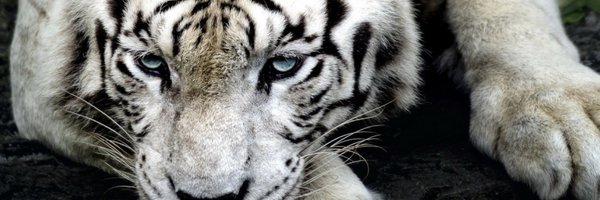 khiokitteh Profile Banner