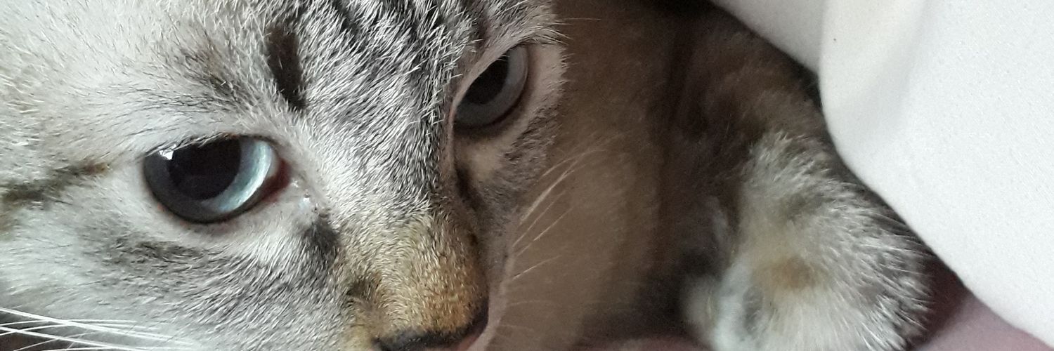 猫猫 banner