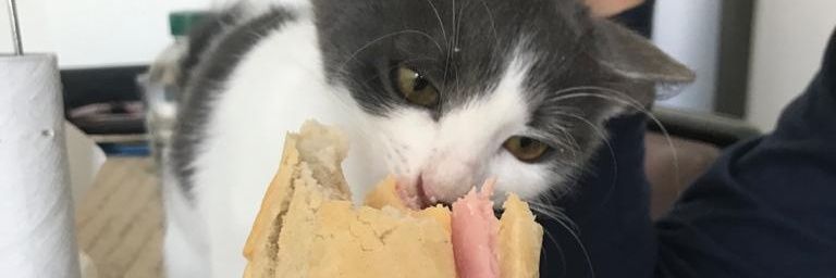 VRatcovich's profile banner image
