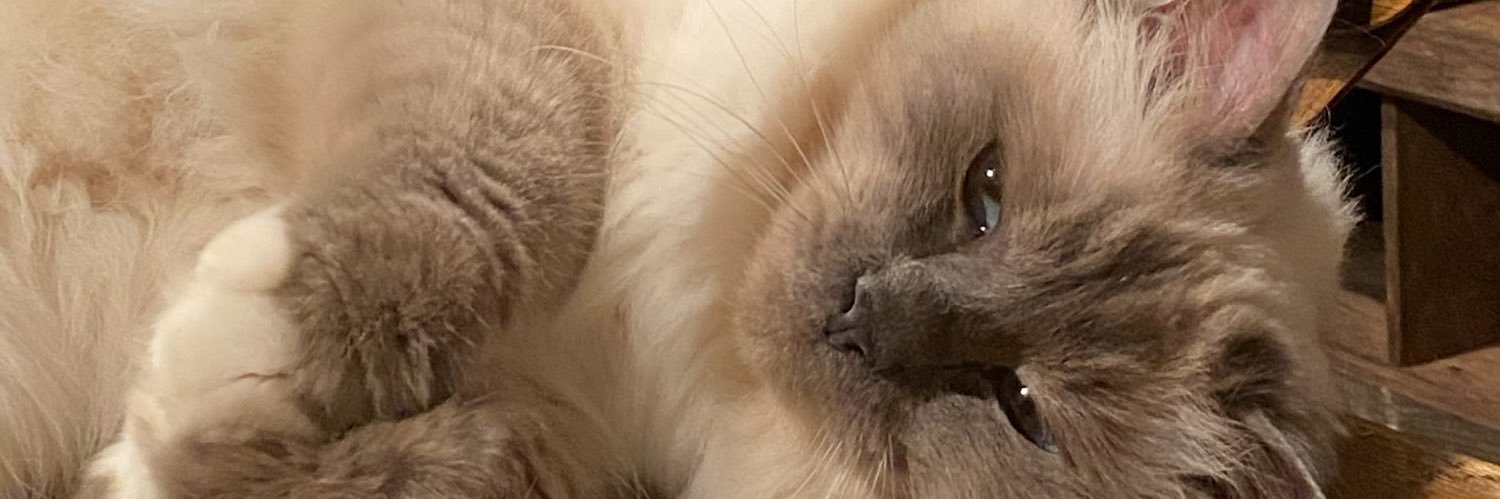 inesbrst's profile banner image