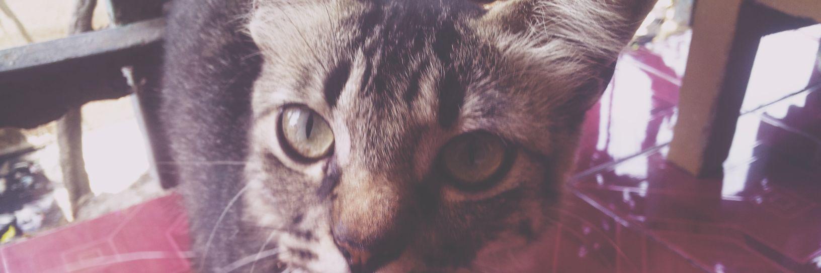 eccafitri24's profile banner image