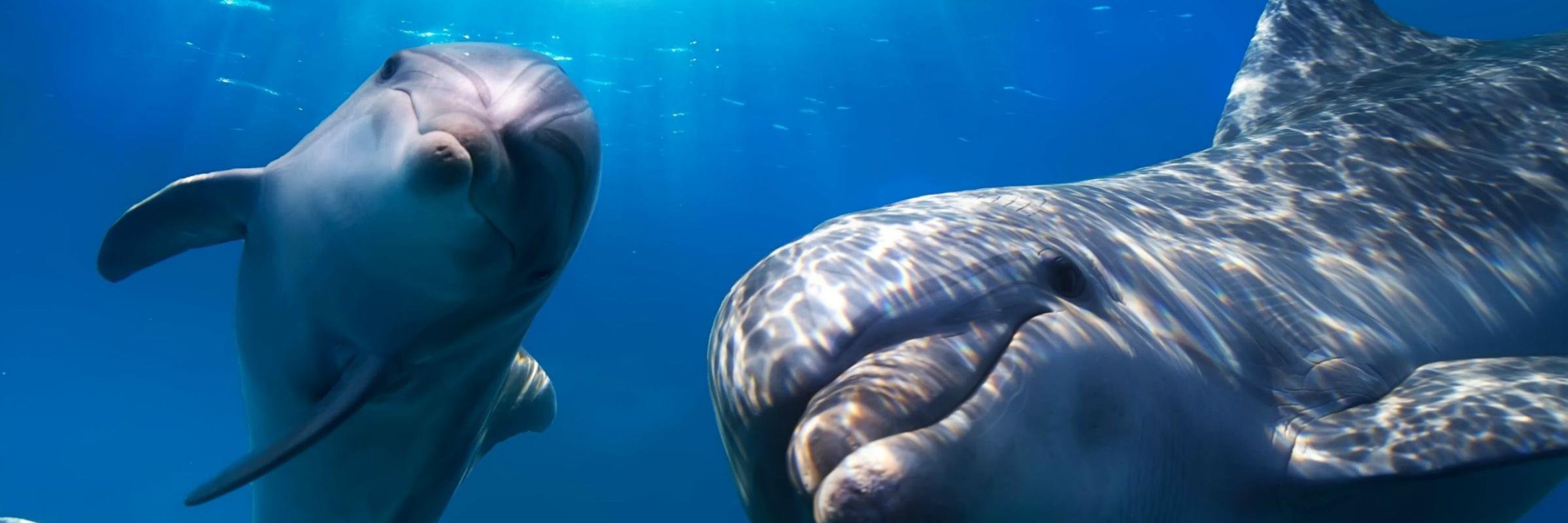 WhighamDolphins's profile banner image