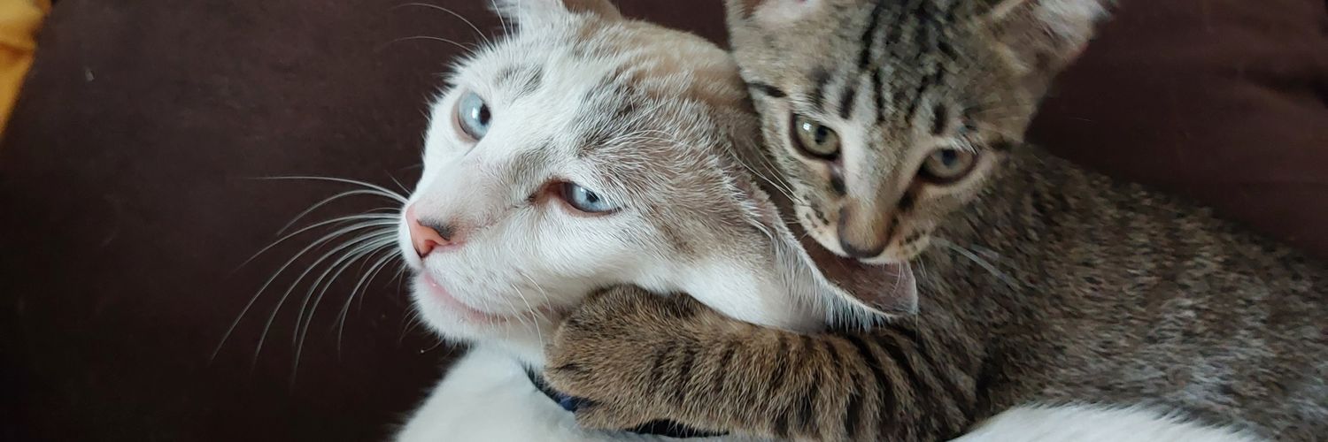 _mvelos2's profile banner image