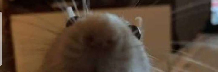 snaxarba's profile banner image