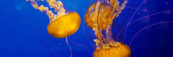 CardanoUK Profile Banner