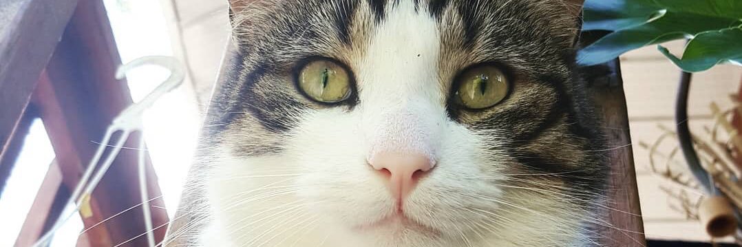 judyheritage's profile banner image