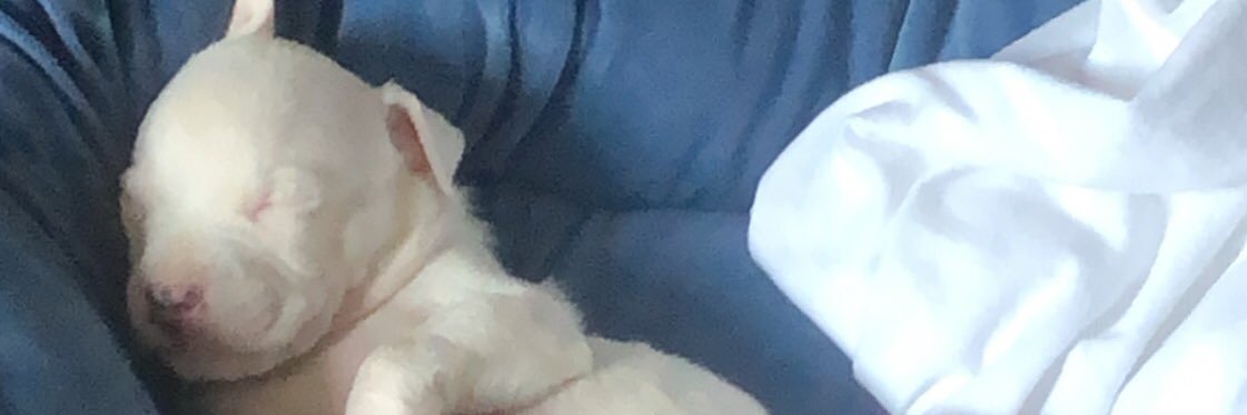 A_True_Don's profile banner image