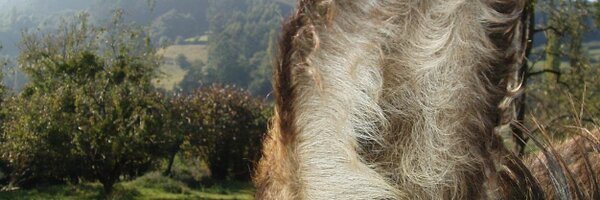 VictorGavito Profile Banner