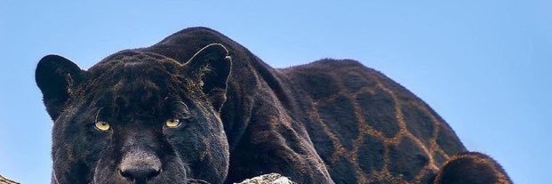 __Chillin__'s profile banner image