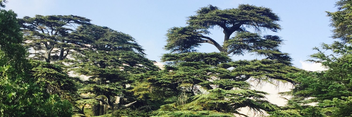 Hadiadagher's profile banner image