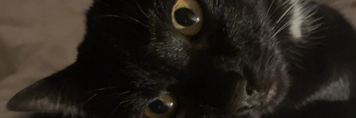 turtle_pp's profile banner image