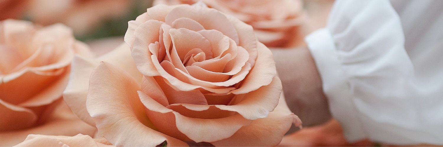 rosaprima banner