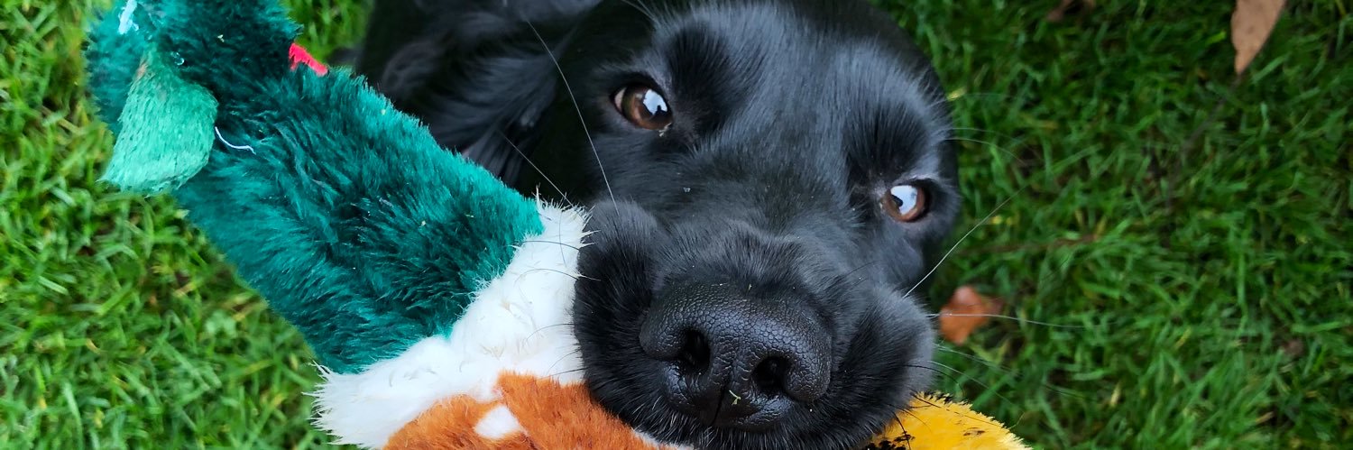 verityhgward's profile banner image