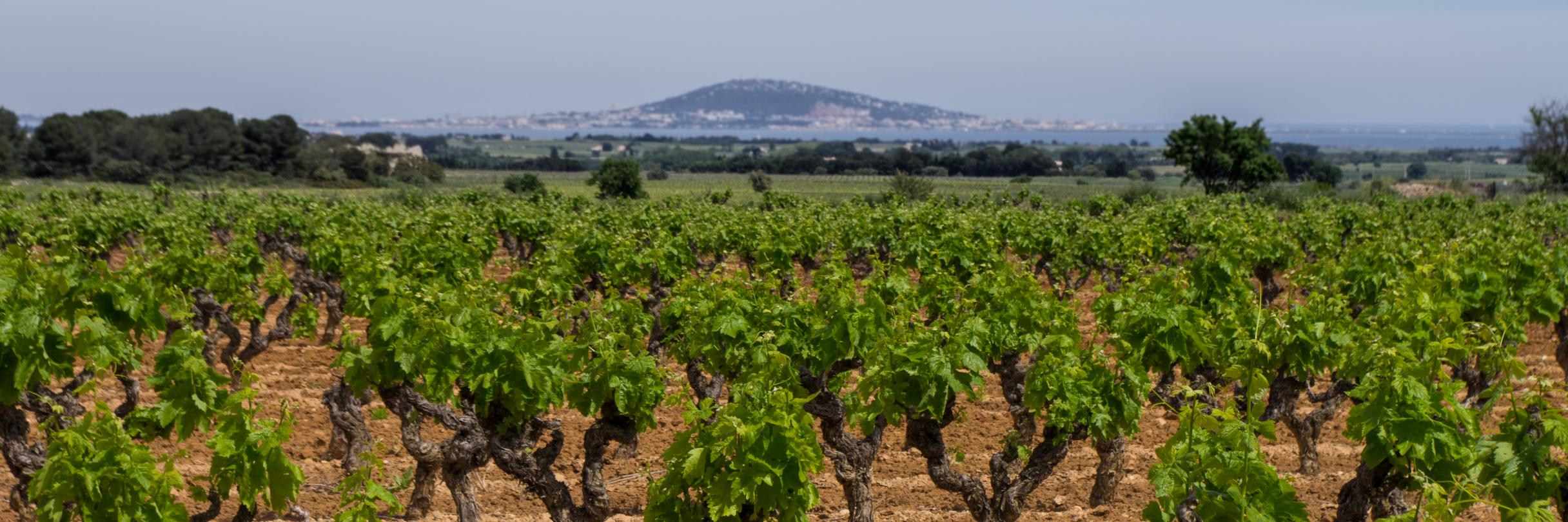 Picpoul de Pinet banner