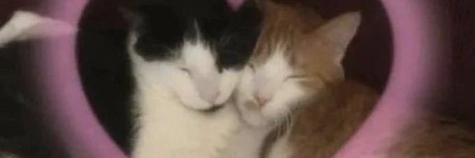 steficoolgrl's profile banner image
