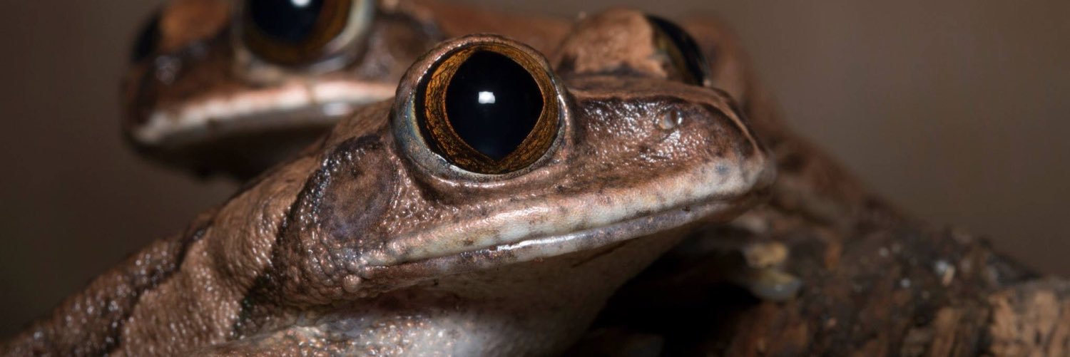 Royal Blood Reptiles banner