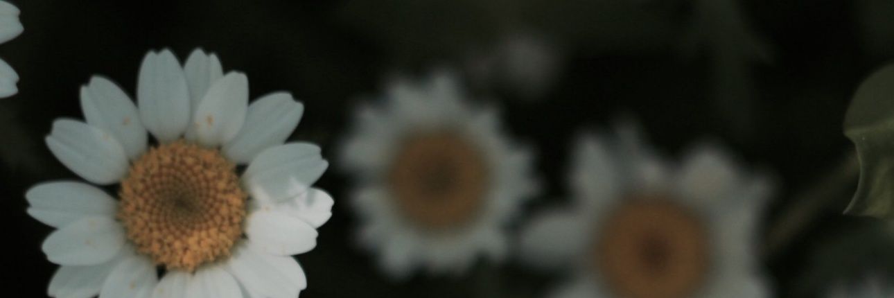 Lejla_00's profile banner image