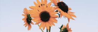 sunshineinhands's profile banner image