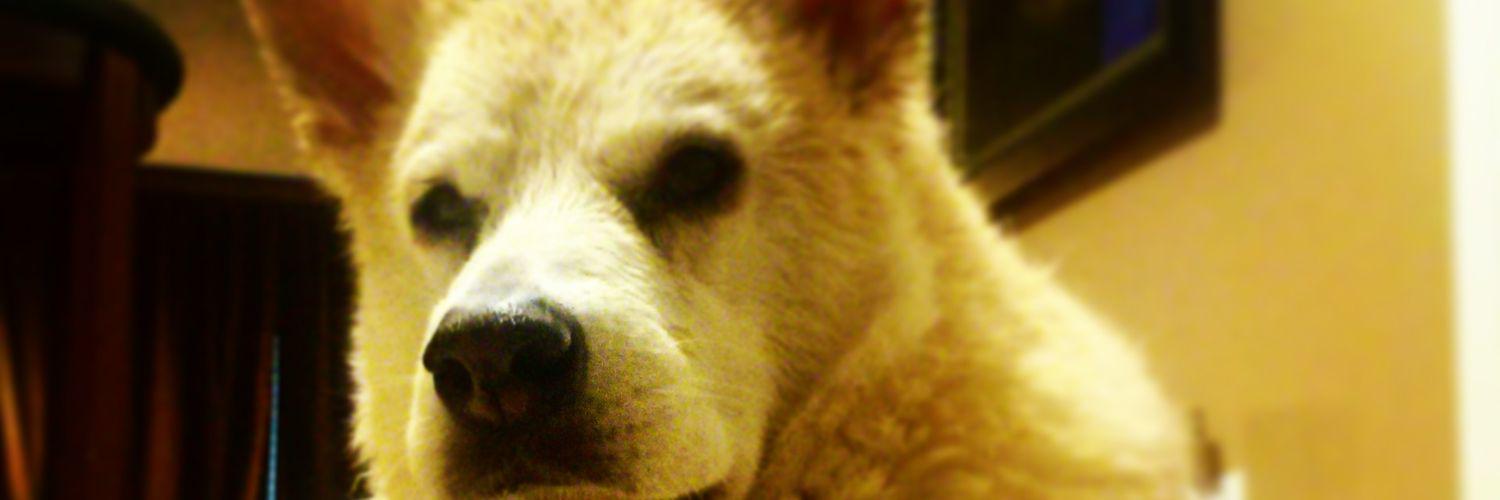 MrsDeCresie's profile banner image