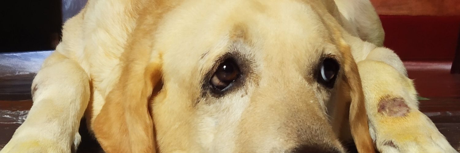 dassaurab's profile banner image