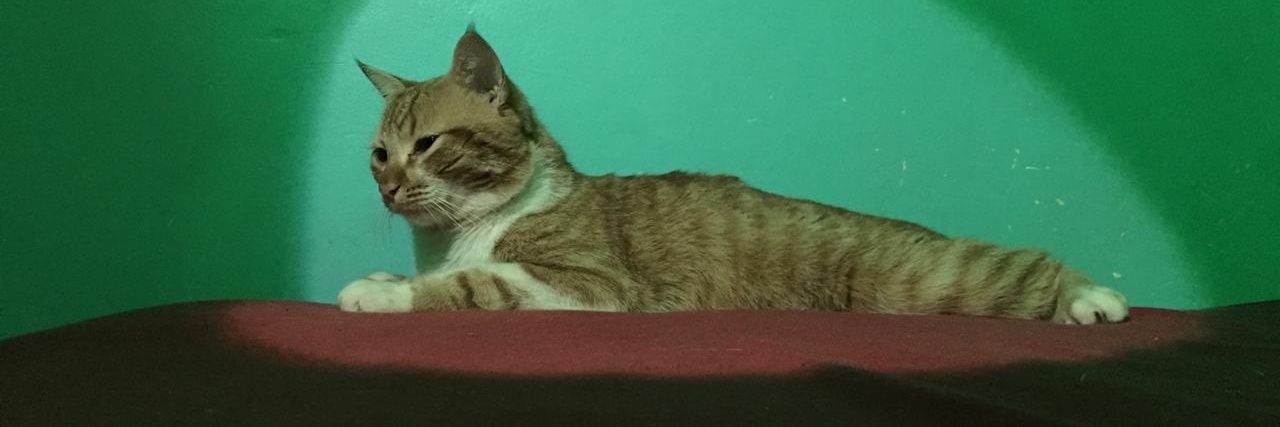 LEOCSAS's profile banner image