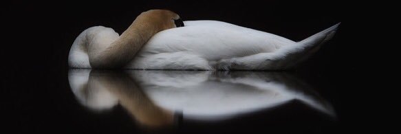 ReiiMiir's profile banner image