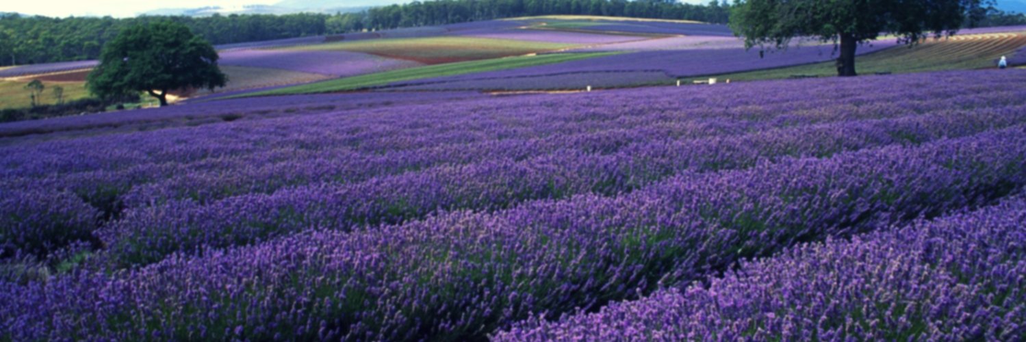 DeborahFilipek's profile banner image