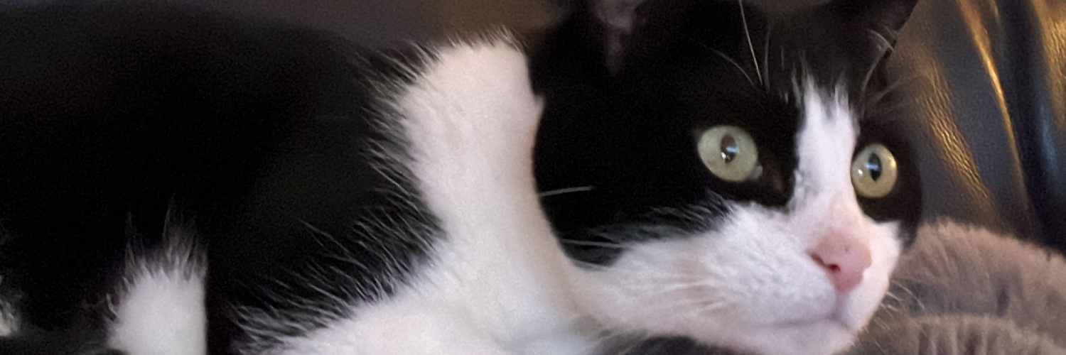 Alison O'Doherty banner