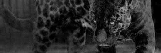 RicardoGarayCor's profile banner image