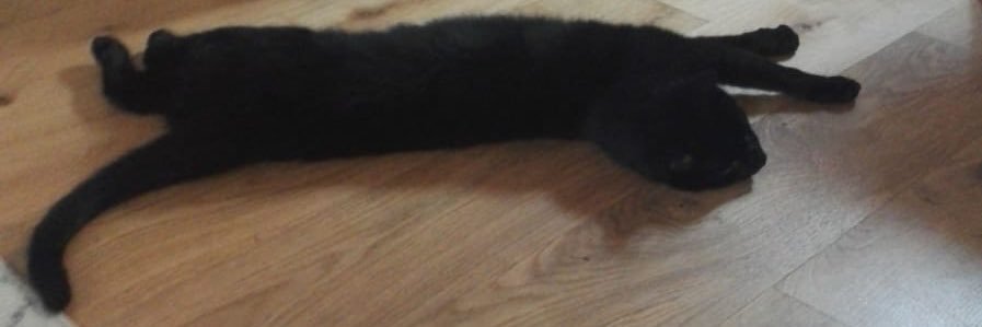 Sidney Valentine 🌈 banner