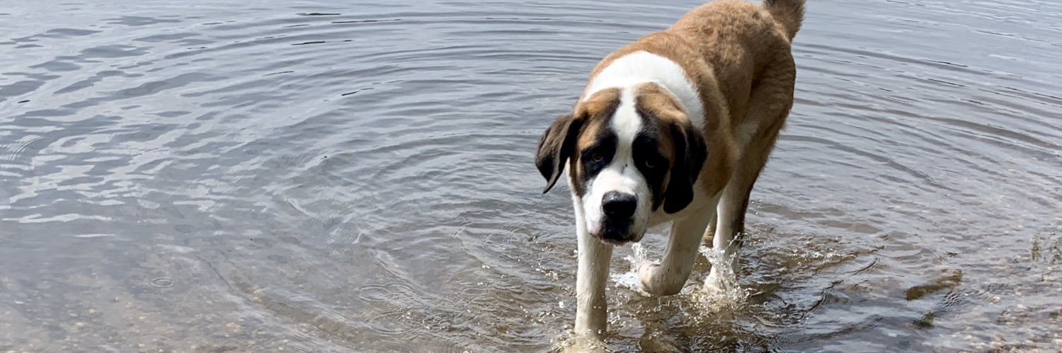 Laura Rose Hazel banner