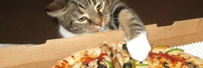 cutecatees's profile banner image