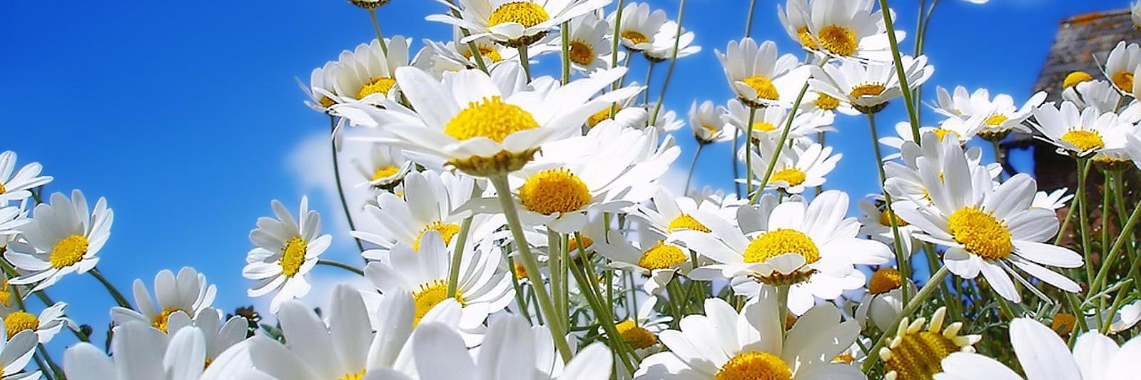 bayan_bydr's profile banner image