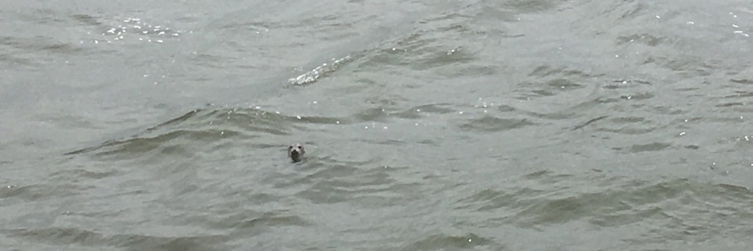 Michael Fabbri banner