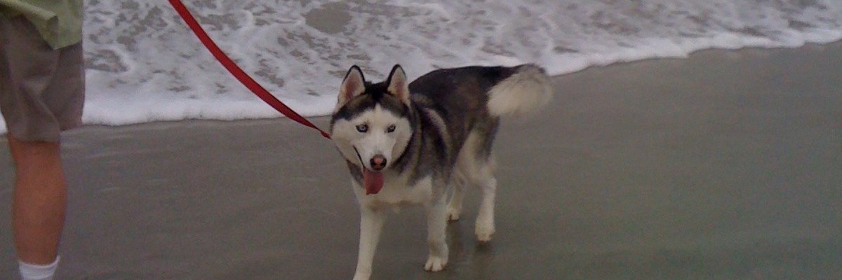 trbowolf's profile banner image