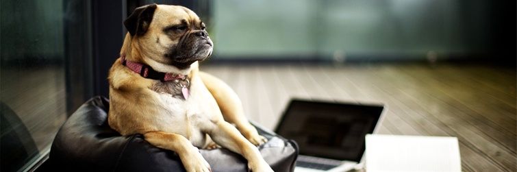TheWonderOfDogs's profile banner image