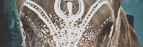 EricaBoyle's profile banner image