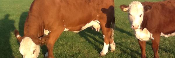 RocknessCattle Profile Banner