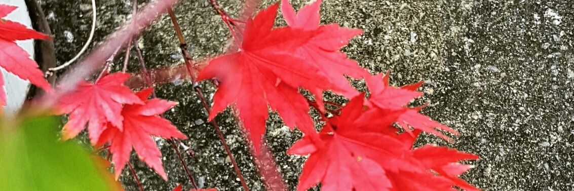 Renc74's profile banner image
