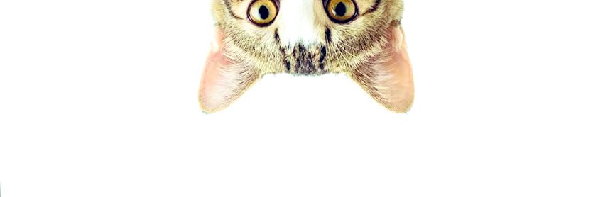 dinothree's profile banner image
