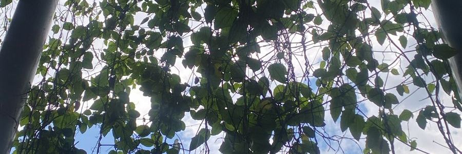 GlomiNow's profile banner image