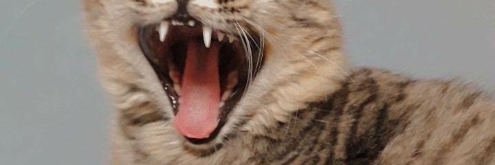 Mandenha_C's profile banner image