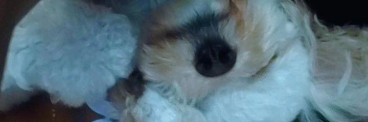 IngridDosPassos's profile banner image